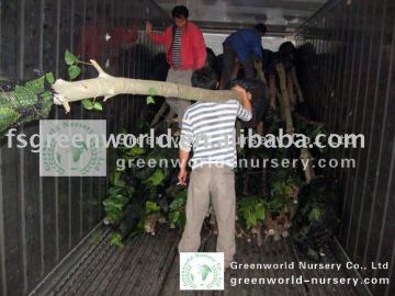 Ficus Nitida trees loading container