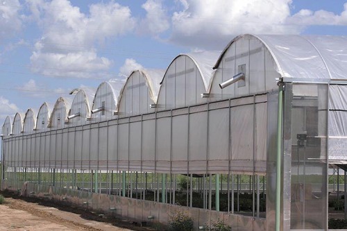 Skyplant Low cost Multispan Tunnel Greenhouse for Flower