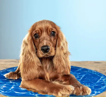 cooling pad for dog ice pad