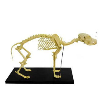 Modelo de osso de cachorro
