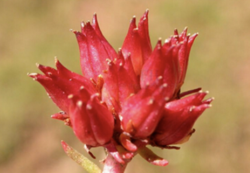 Rhodiola Rosea Extract