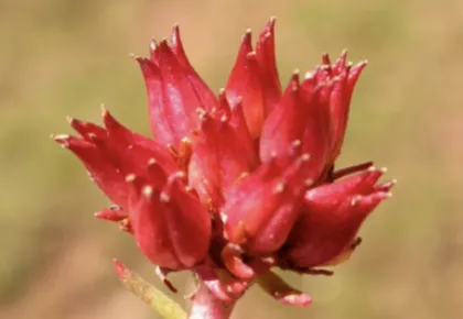 Natural Rhodiola Rosea Extract Powder Bulk