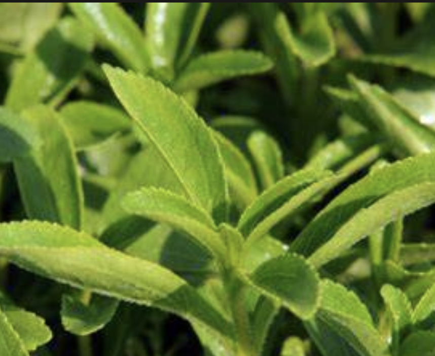 Chlorogenic Acid Powder Supplier