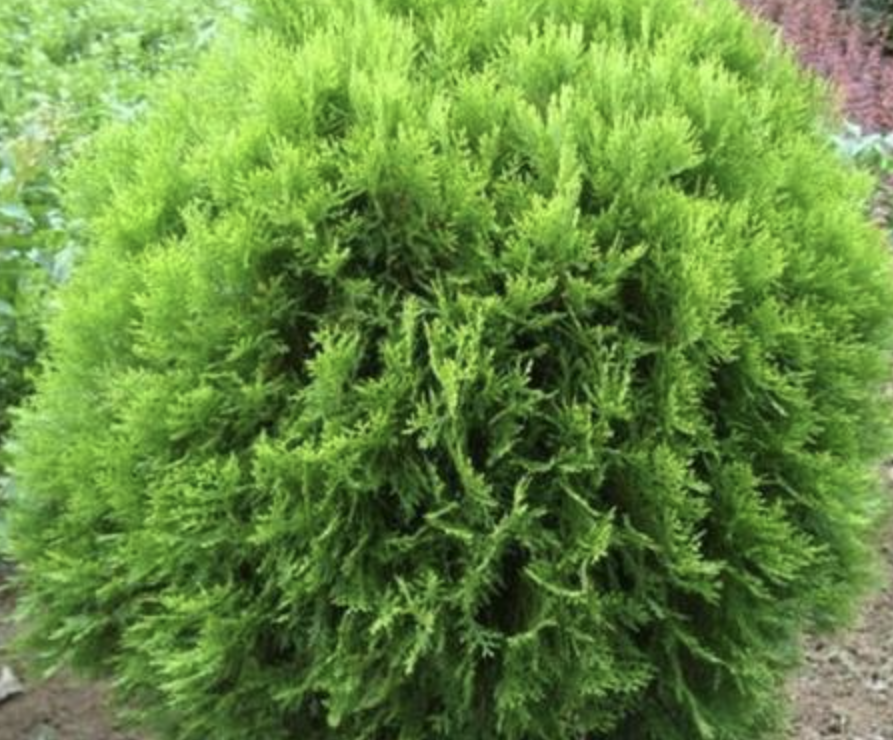 Arborvitae Extract Supplier