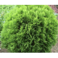 مستخلص Arborvitae للمكملات الغذائية