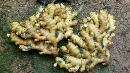 New ginger hot sale anqiu ginger