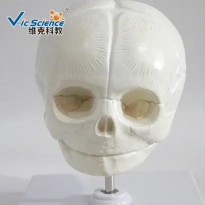 Life Size The model of fetus skull