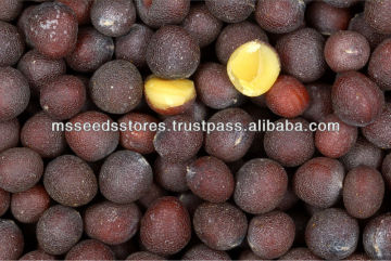 Best Quality Black Mustard Seeds