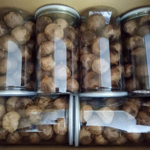 Bawang Putih Hitam Solo Dari Mesin Fermentasi Bawang Putih Hitam