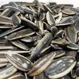 sunflower seeds Exporters turkish sunflower seed cheap sunflower seeds