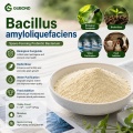 مسحوق Bacillus amyloliquefaciens للزراعة والأسمدة الحيوية والأعلاف