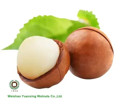 Big Size Macadamia Nuts In Shell Raw