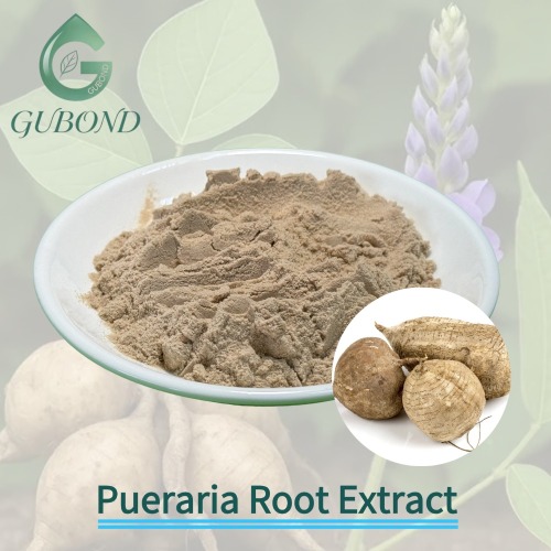 Pueraria 1%–98% Polvo de extracto de raíz de Lobata Kudzu