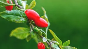 conventional goji berries 180 wolfberries