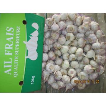 Cold Storing Fresh Garlic Crop 2020