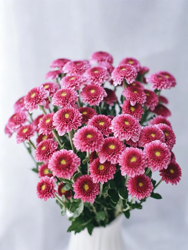 Purple yan spray chrysanthemum5