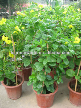 mandevilla sanderi climbing shrub trees