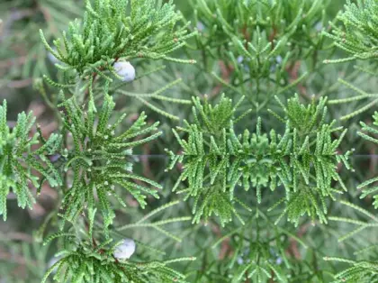 Cypress Essential Oil 50ml