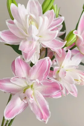 Lotus Fairy Double lily