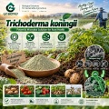 مسحوق Trichoderma koningii الميكروبي لإدارة التربة والجذور الأرضية