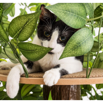 Pohon kucing dengan daun