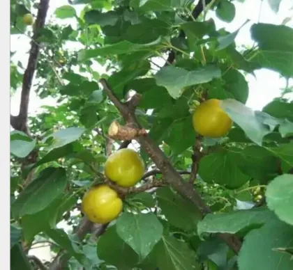 Fresh apricot apple chutneyfresh apricot apple chutney