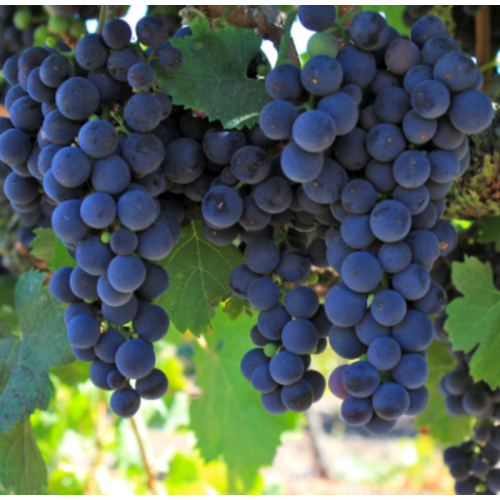 Red Grape Vine Extract Vitis Vinifera L. Resveratrol Anthocyanidin Polyphenols Red Wine Extract