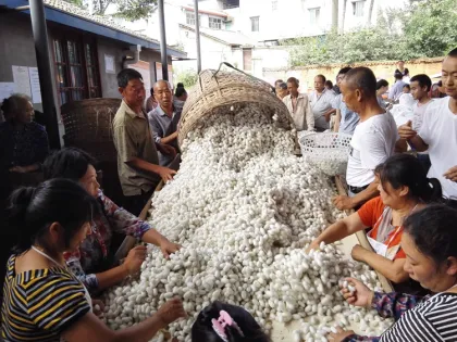 Organic Silkworm Cocoon Supplier for Skin Care Products