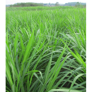 Wholesale ryegrass seed for pasture and forage