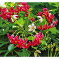 Top Quality Provide Chinese Akebia Fruit Extract 10: 1 Fructus Akebiae Extract