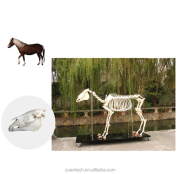 Nature Size Horse Skeleton Medical Model - Equine Anatomy Study Aid