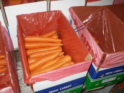 New Crop Fresh Carrot S Grade