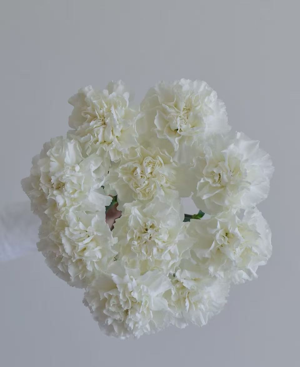 Single-headed carnation with white