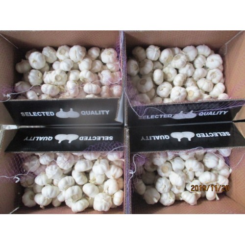 Best Quality Crop 2019 Fresh Pure White Garlic