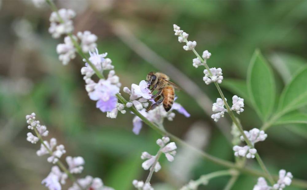 2020 جديد Crop Pure Vitex Honey للسوق العالمية