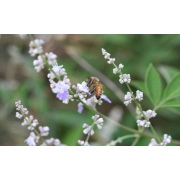 queen bee honey/natural pure vitex honey