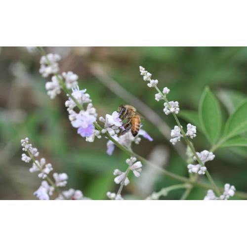 queen bee honey/natural pure vitex honey