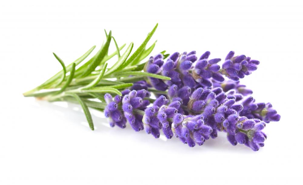 Aceite esencial de lavanda OEM