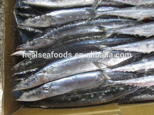 seafood Cololabis saira frozen pacific saury