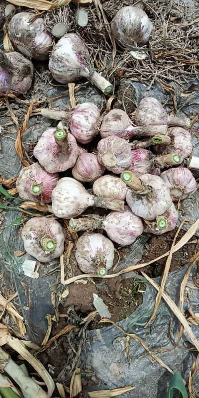 Normal White Garlic