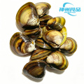 Vongole vive purificate e carne di vongole congelata
