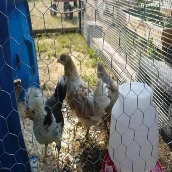 1/2 Inch 4" Pvc Coated Hexagonal Wire Mesh