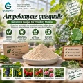 مسحوق الميكروبات Ampelomyces quisqualis لإدارة البياض الدقيقي