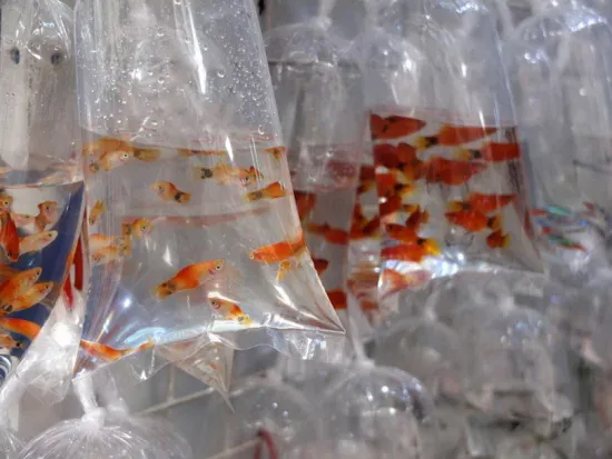 Flat Clear Recycling Shopping Plastic Courier Bottom Freezer Bags