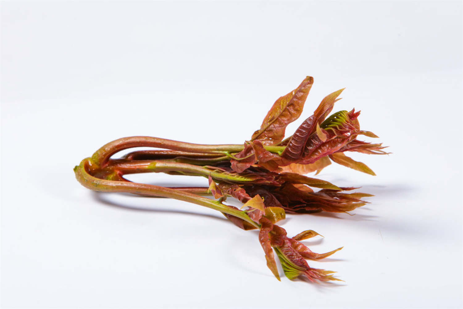 Chinese Toon Extract Toona Sinensis Leaf Extract