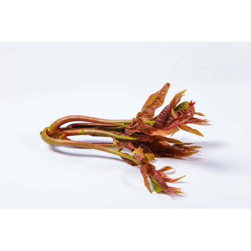 Chinese Toon Extract Toona Sinensis Leaf Extract