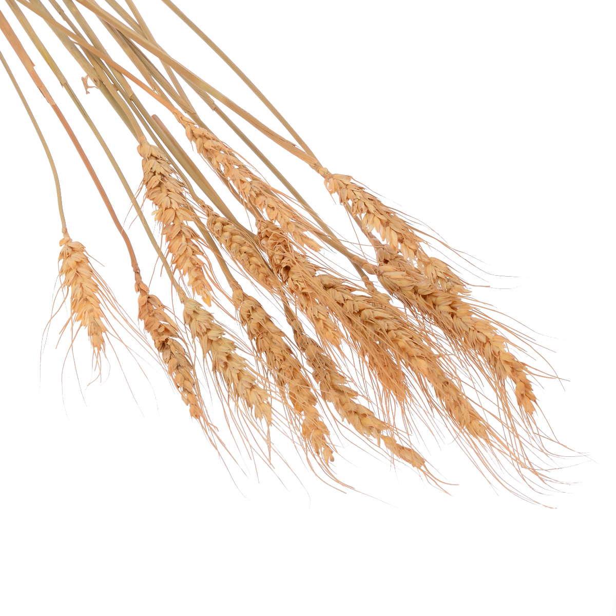 15 branches of  Wheatear Natural Raw Color Dried Wheat Bouquet Photo Prop Wedding Decoration Supplies