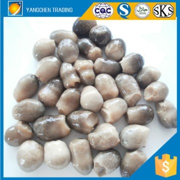 Wholesale food importers canned mushroom brands fresh straw mushroom