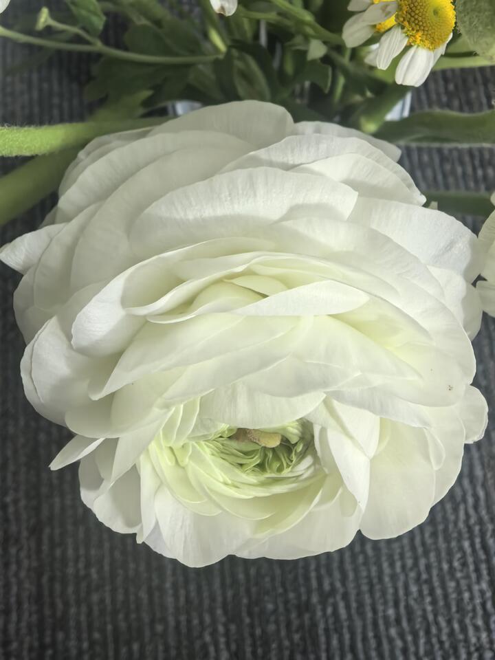 White Ranunculus