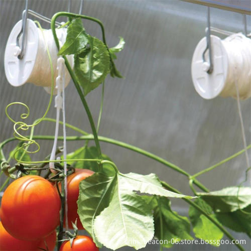 Trellising Process Greenhouse Trellising System For Tomato Plants, High Quality Greenhouse ...